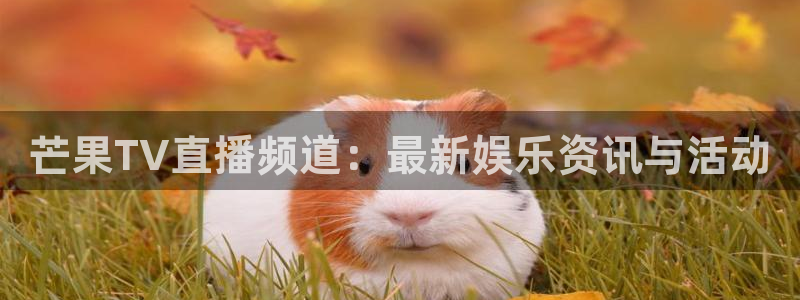 山猫足球免费直播高清版：芒果TV直播频道：最新娱乐资讯与活动